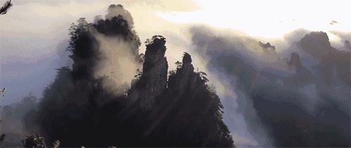 神奇“树联网”，地球本身是一个巨大的超生物体