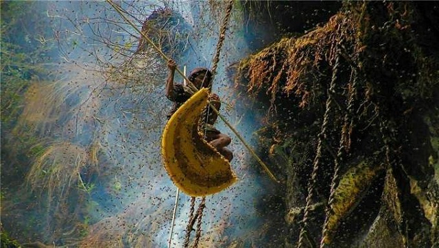 尼泊尔喜马拉雅山采蜜,尼泊尔喜马拉雅山脉采蜜