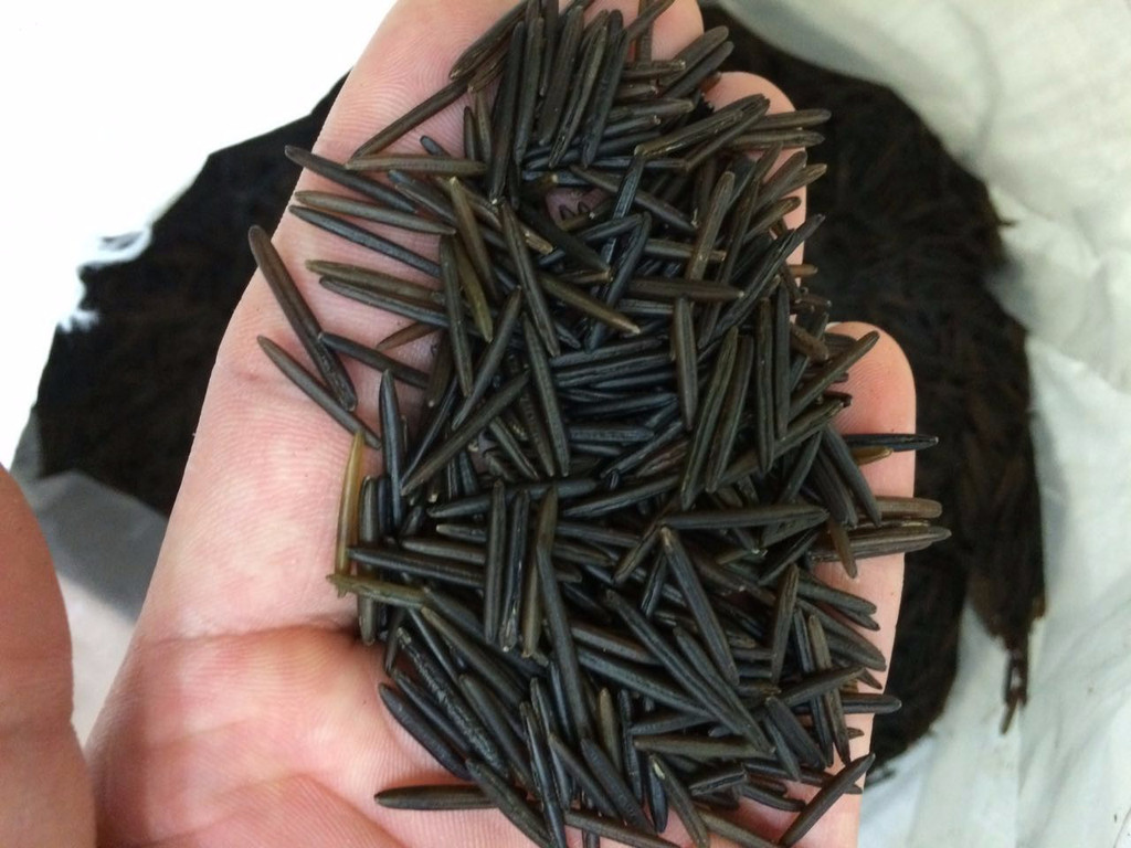 长虫子的米能吃吗,刚买回来的米为什么会生虫