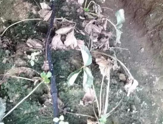 草莓开花没有新叶是什么原因,草莓新叶发黄边缘发红是什么原因