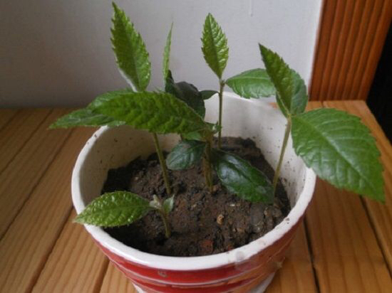 吃水果把核吞进去了,吃完芒果把核扔花盆里