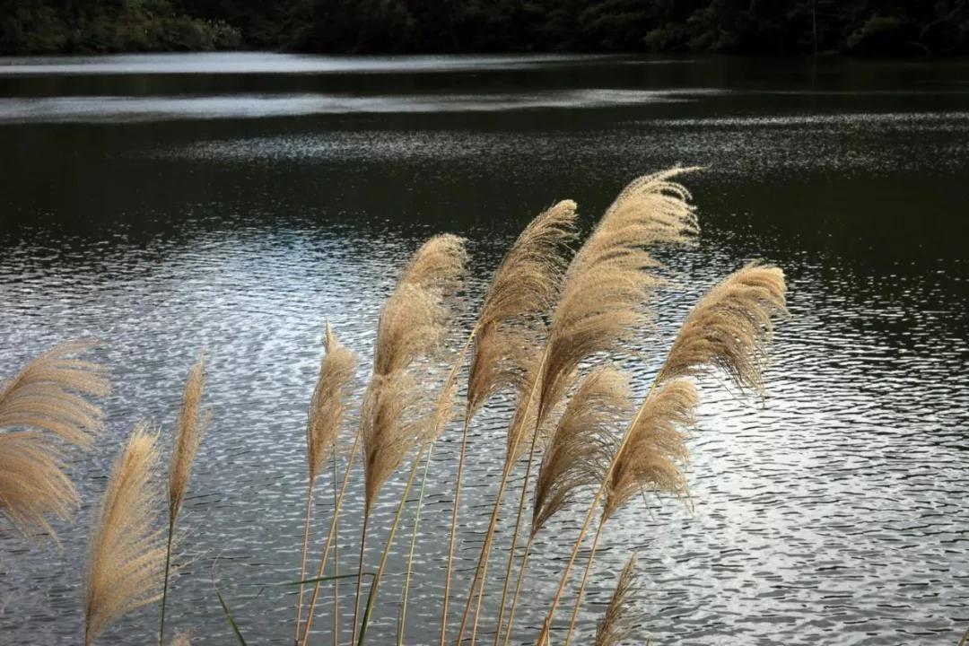 关于月的10首诗,以月为意象的十首诗
