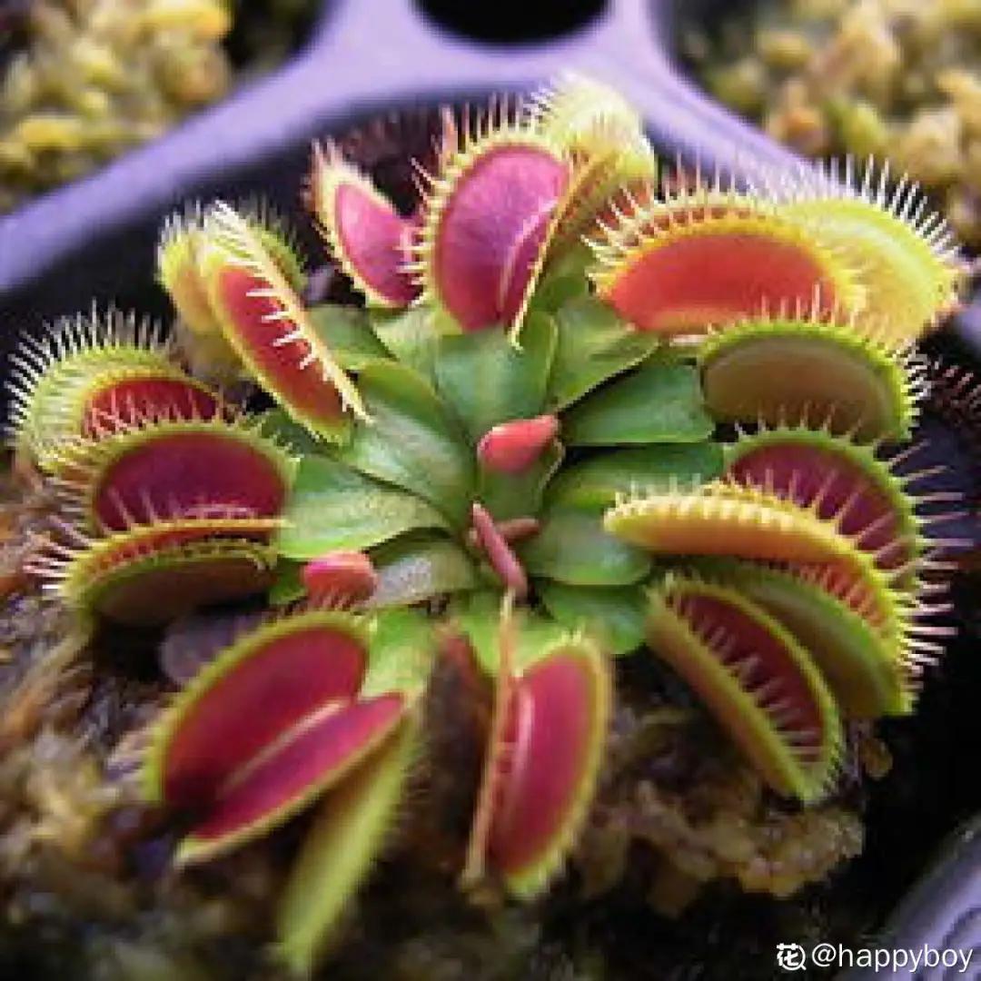 适合家里盆栽的不宜生虫的花,家里养的花有虫子和红蜘蛛小妙招