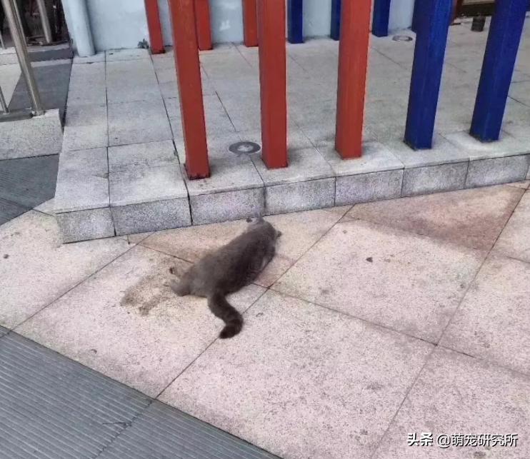 猫咪意外坠楼死了灵魂在家吗,猫死在窗户下好不好