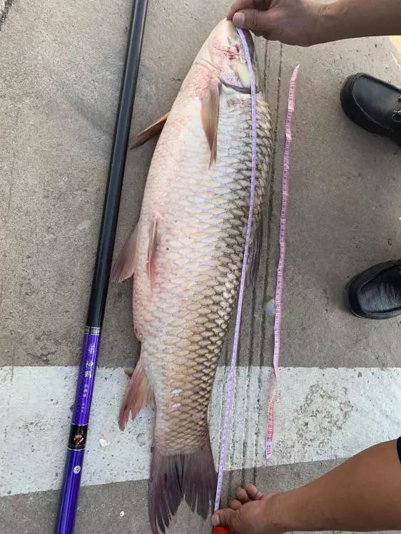 神鹤轻强硬评测,本汀神鹤轻强硬6.3米