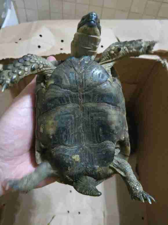 欧洲陆龟排酸吗,欧洲陆龟的图片