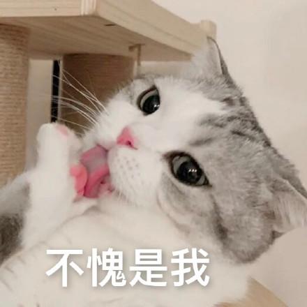 有多少人养猫，头都大了？简述一下我的养猫历程