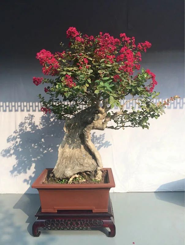 盆景素材十大排名 (什么盆景素材最好)