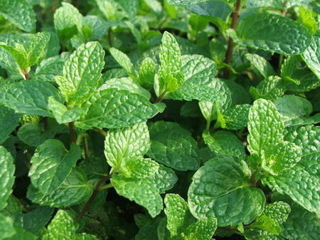 秋天蚊子多如何驱赶和消灭,薄荷小苗怎么养