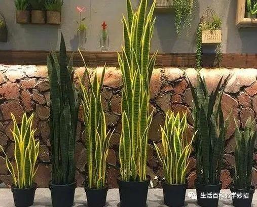 室内绿植加湿净化空气的方法,加湿器跟绿植哪个去甲醛效果好