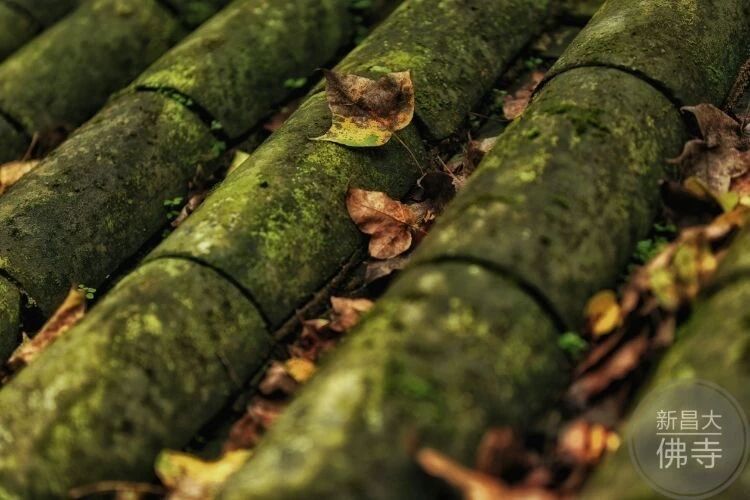 “越国敦煌”，1600多年的佛国洞天——新昌大佛寺