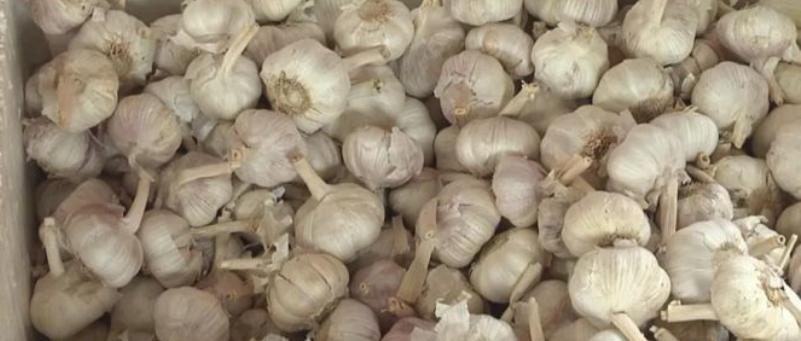 大蒜暴跌的真正原因,大蒜暴涨暴跌采取怎样措施