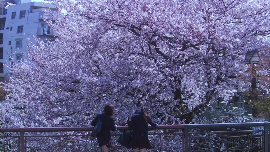 樱花上最好吃的食物,樱花里面的日本料理