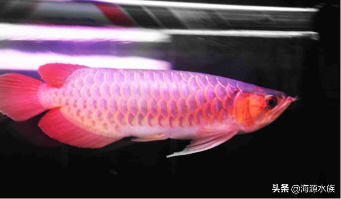 和龙鱼混养的最佳搭档,什么鱼和龙鱼可以混养