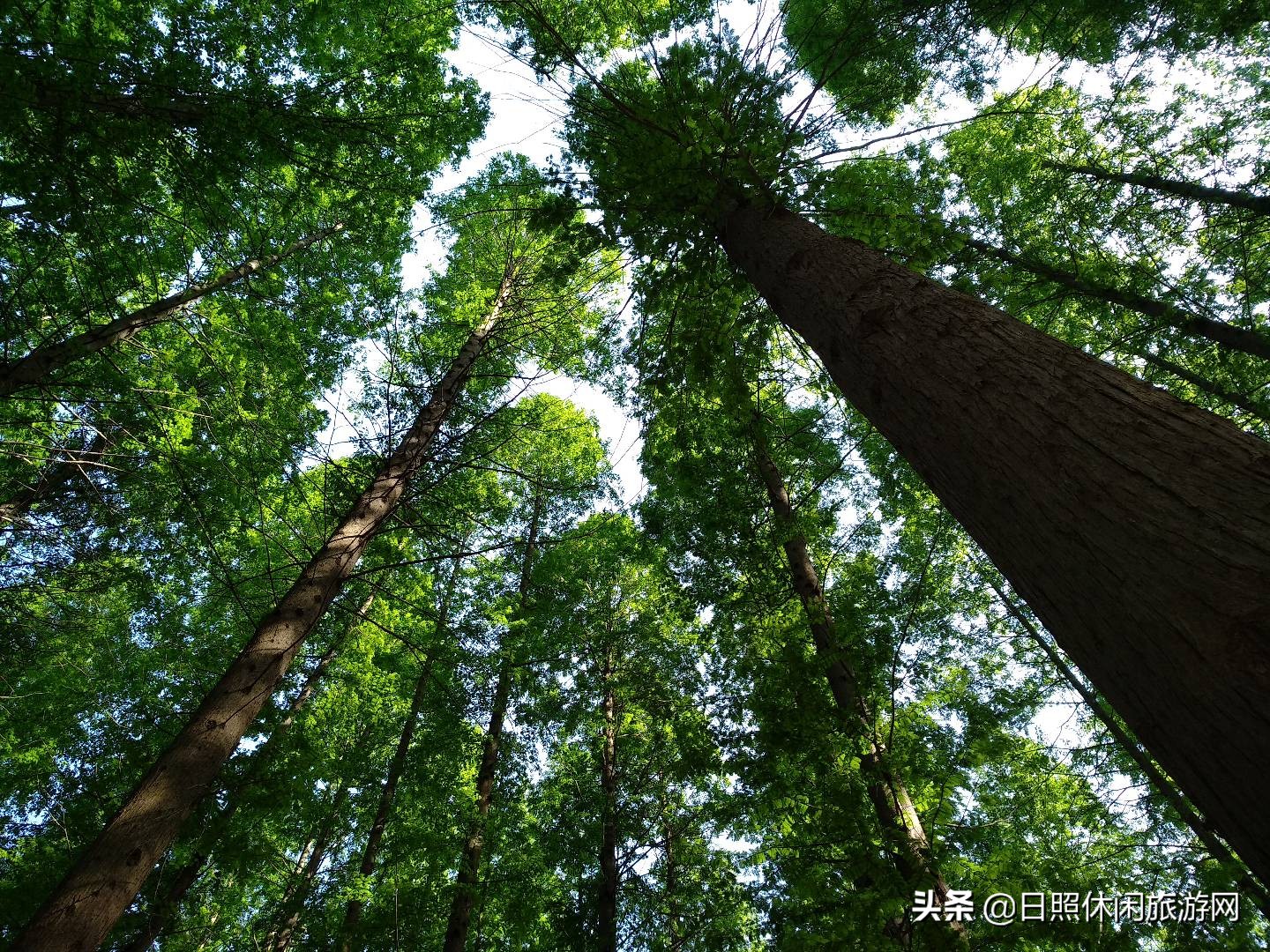 日照旅游攻略自驾游带孩子,从江苏出发带孩子自驾游路线推荐
