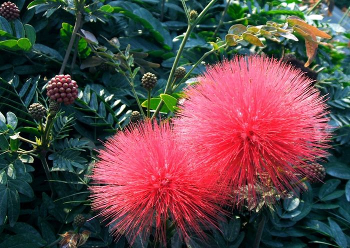 *欢合**花和夜交藤，一对名字不怎么正经，但是却是治睡眠的好药