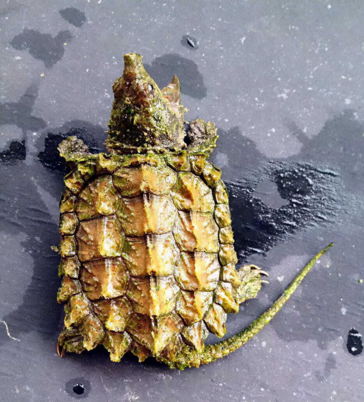 北美鳄龟和杂佛鳄龟分别的优势,北美鳄龟和佛鳄的区别谁更凶