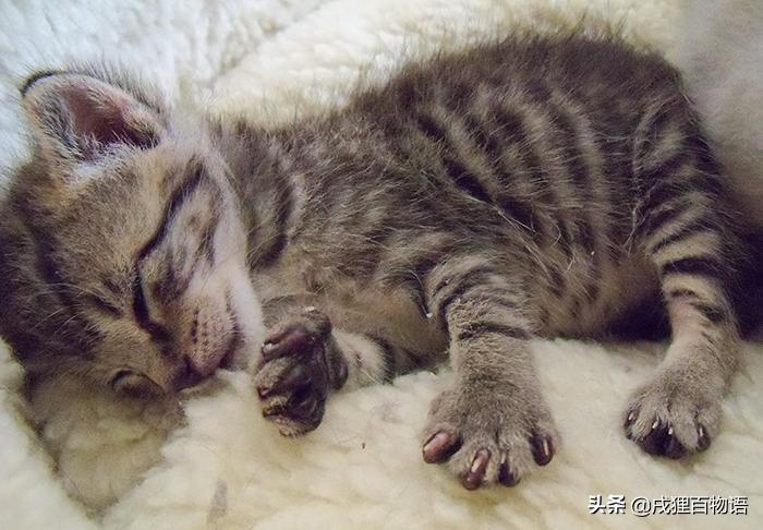 猫咪打疫苗发烧呕吐怎么办,如果猫咪生病了会有什么表现