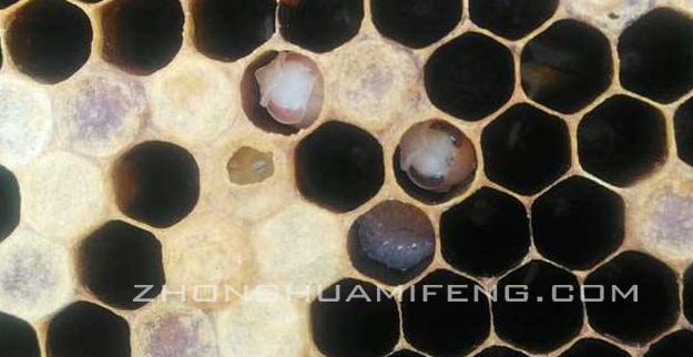 中蜂有白头蛹是什么原因,专家讲解中蜂应激白头蛹