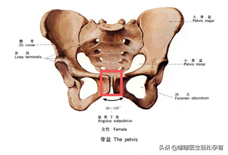 学产后修复师有前途么,考个产后修复师多少钱