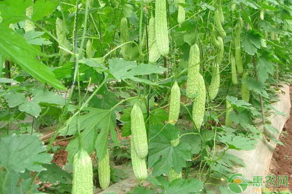 苦瓜结果少,苦瓜出苗慢的原因是什么
