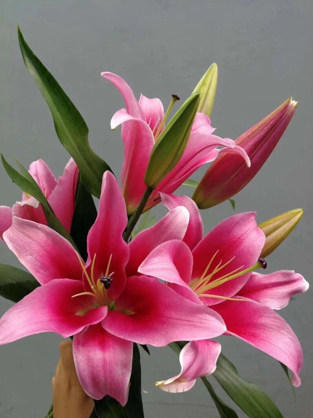 香水百合鲜切花云南鲜花基地,什么颜色的百合最好养活