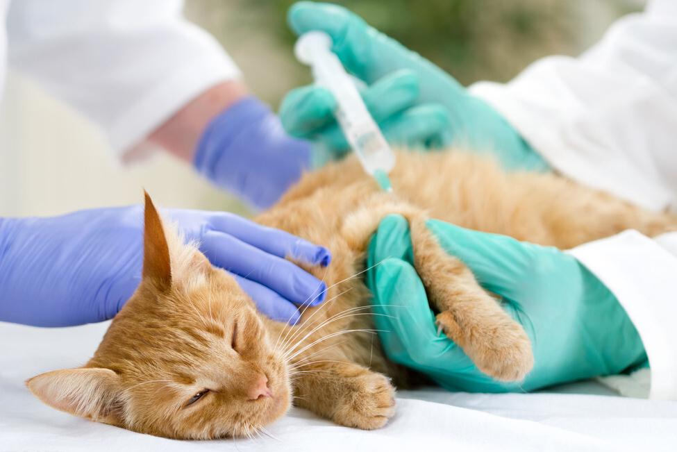 猫咪的饲养常识教案,如何饲养好银渐层猫咪