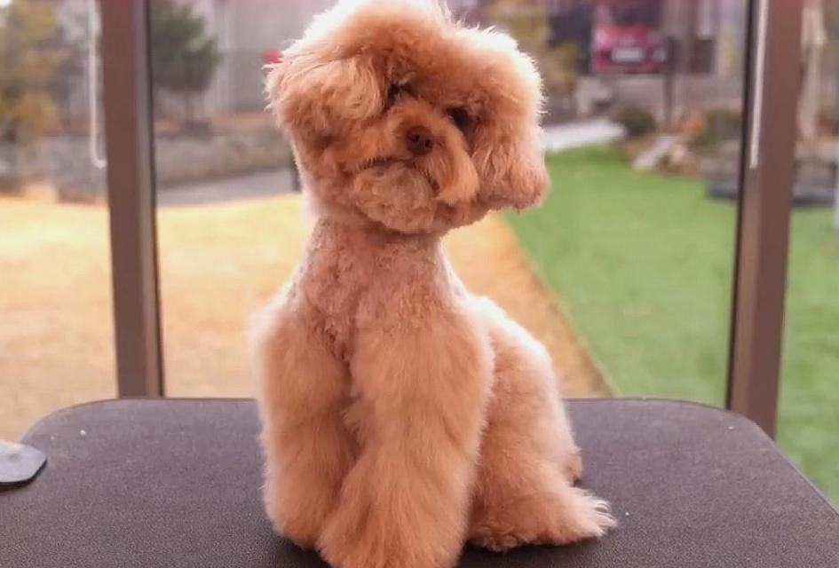 饲养泰迪犬9大经验总结,泰迪犬的饲养方法大全视频播放