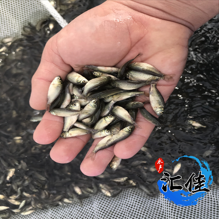 中科三号鲫鱼生长速度对照表,鲫鱼苗中科三号和中科五号哪个好