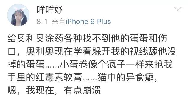 训练猫时可以给猫吃什么,训练猫捕食