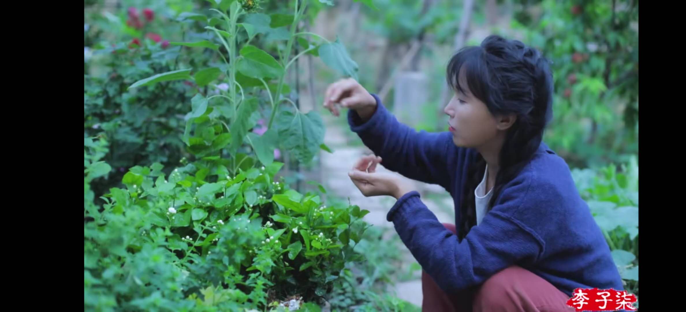 凭什么李子柒的土豆能上热搜？看了十遍视频后，我终于有了答案