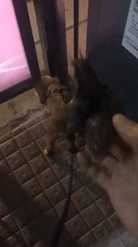 路边惊现非洲大蜗牛,别碰也别吃!已有人因抓它发高烧,还会传播结核病、脑膜炎