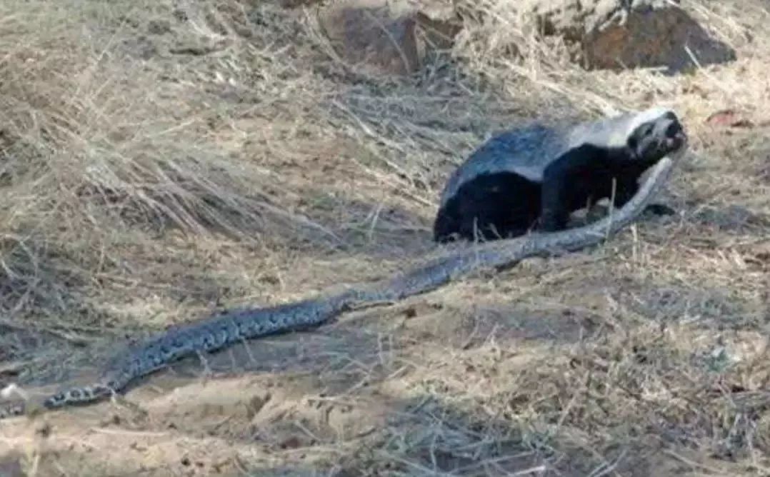 蜜獾吃毒蛇像吃辣条,蜜獾平头哥大战狮子