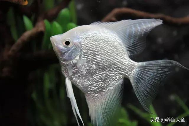 养鱼的鱼缸家里没有怎么办,养鱼没地方放鱼缸