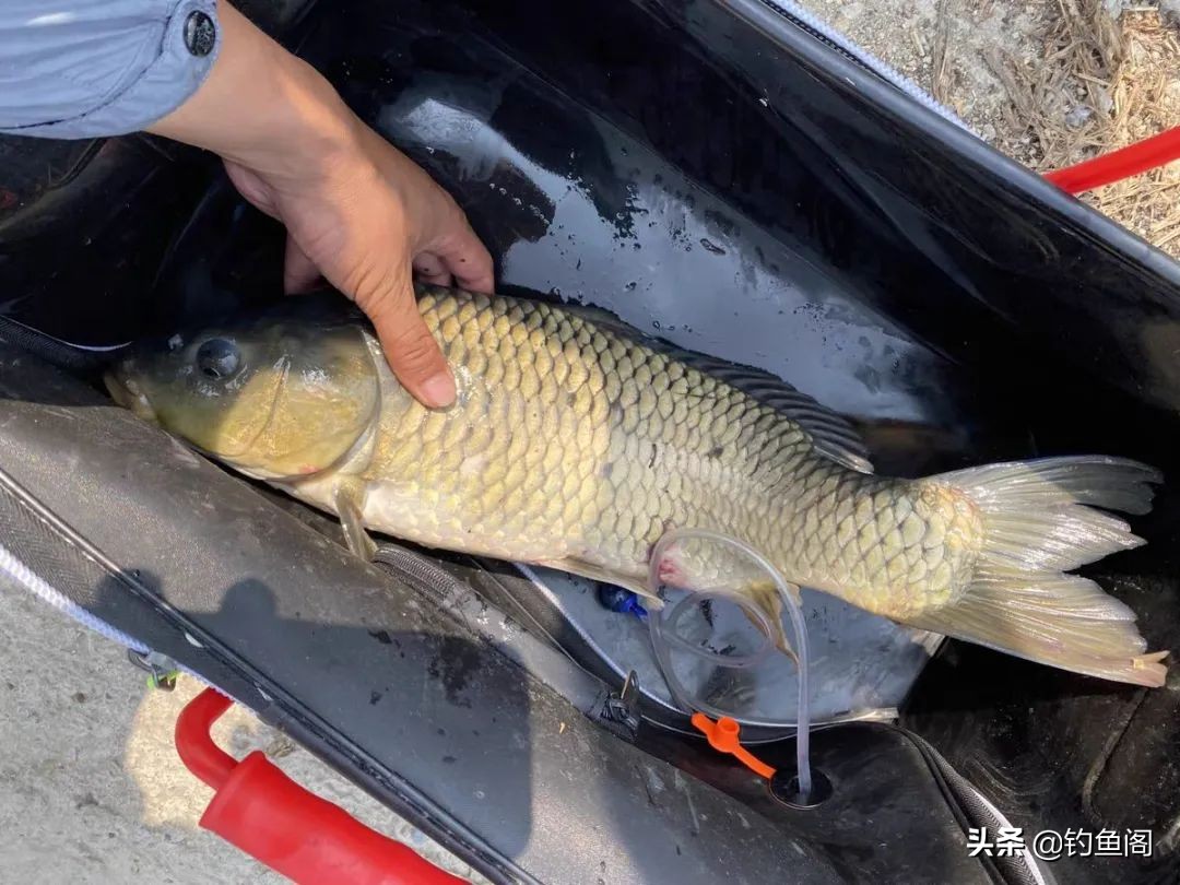 9块9包邮鱼竿怎么样,实测拼夕夕特价鱼竿