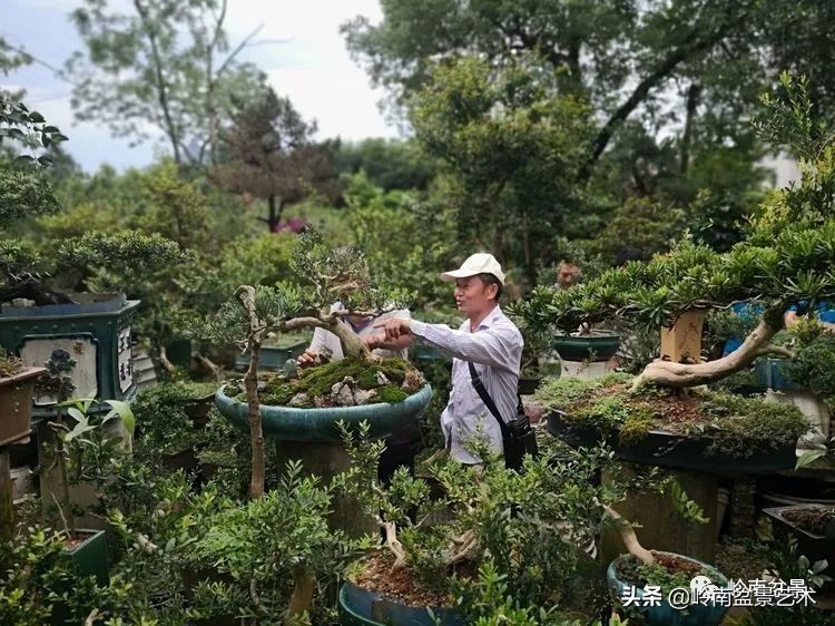 广东的盆景有哪些,适合广东玩的盆景