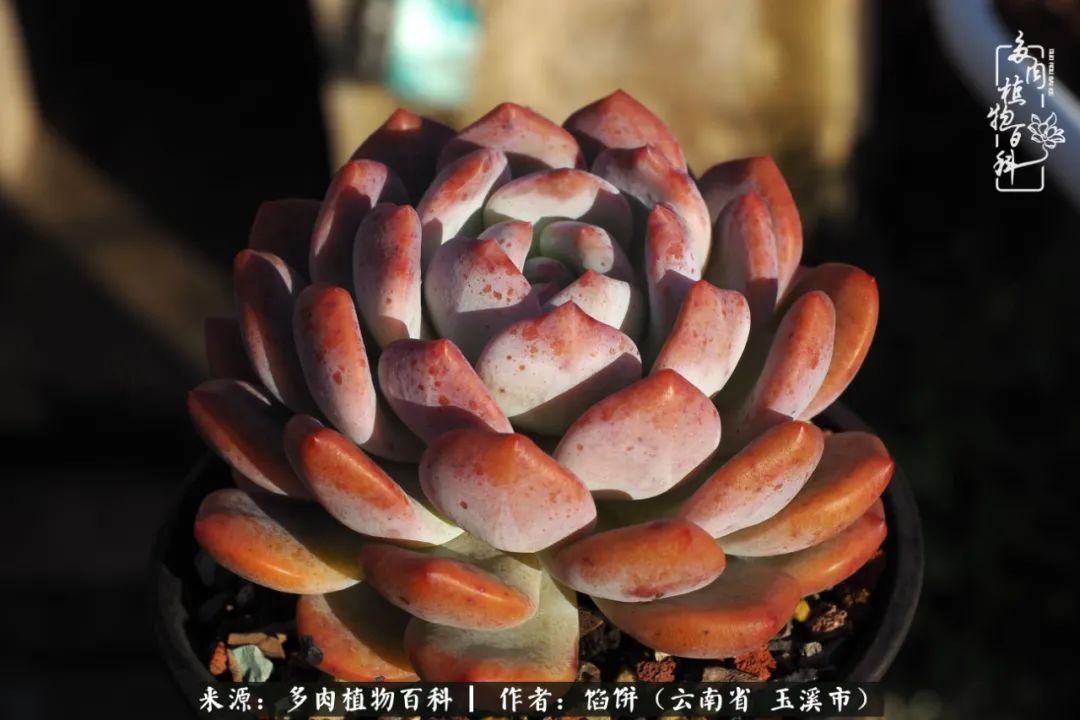 多肉对比图片,多肉对比高清图