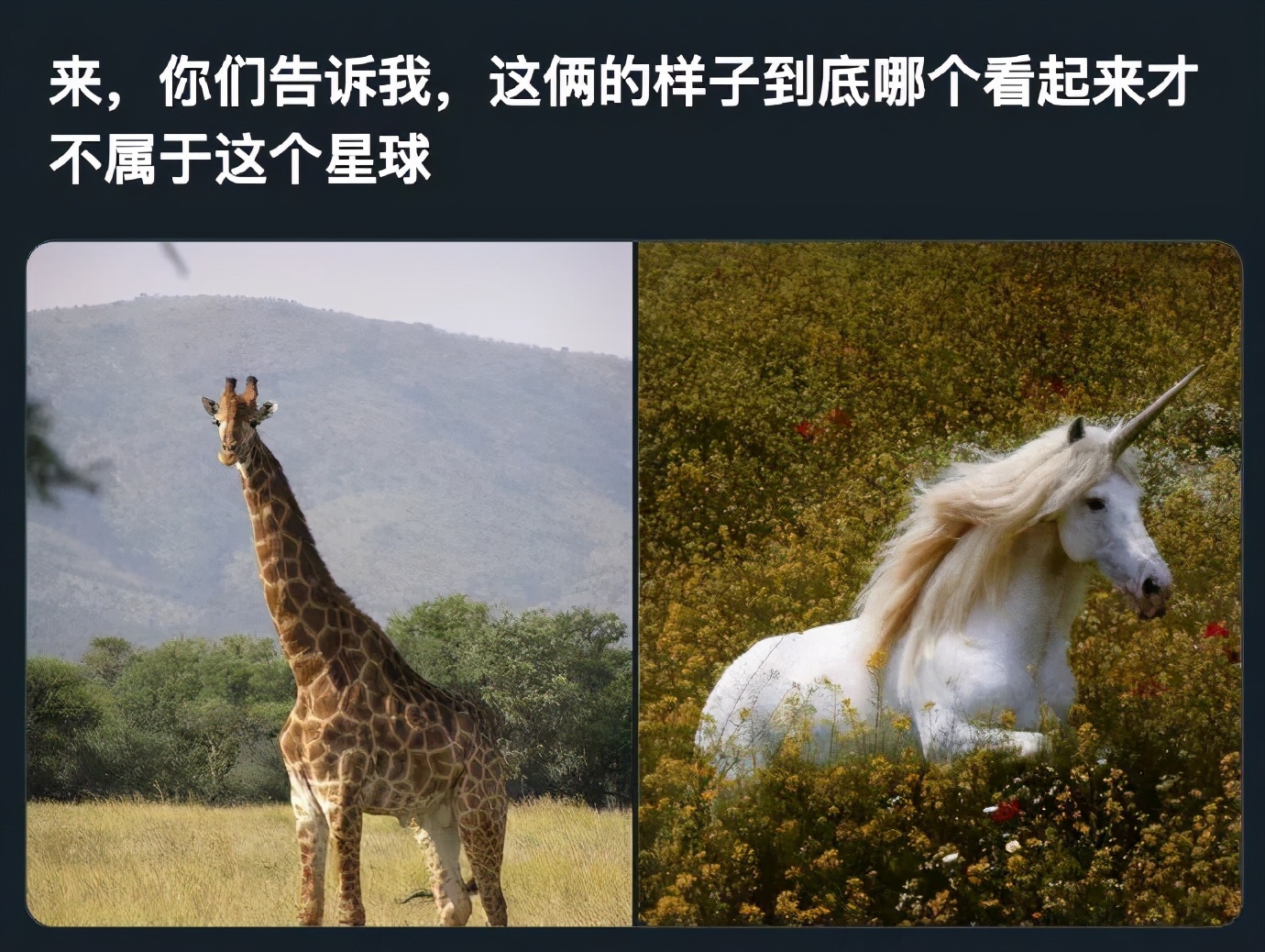 打马赛克的段子,关于马赛克的经典段子