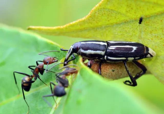 海南代表性动物,海南特有的珍稀动物