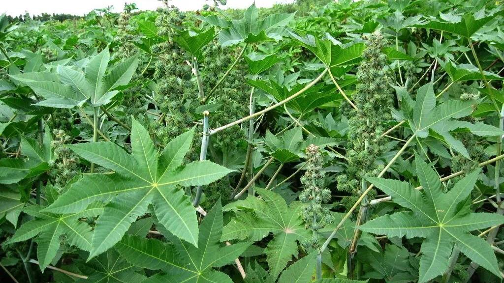 童年的回忆视频,甜甜的童年回忆