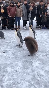 搞笑版的小萝莉,搞笑gif段子妹子你太皮了