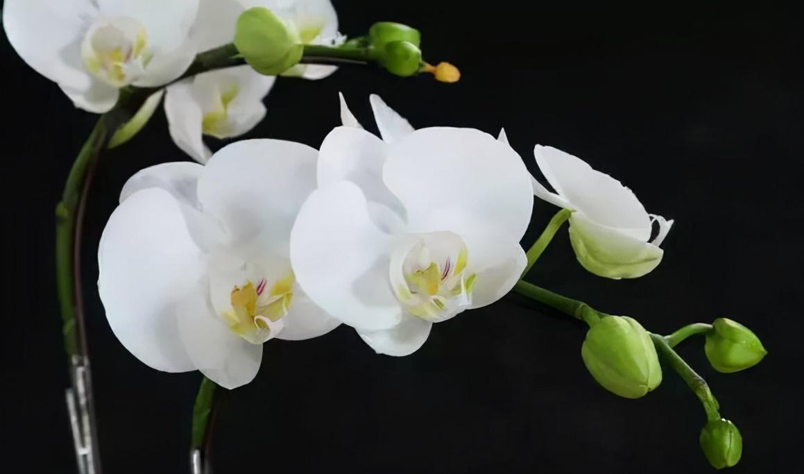 看芦头辨兰花种类,野生兰花种类图片