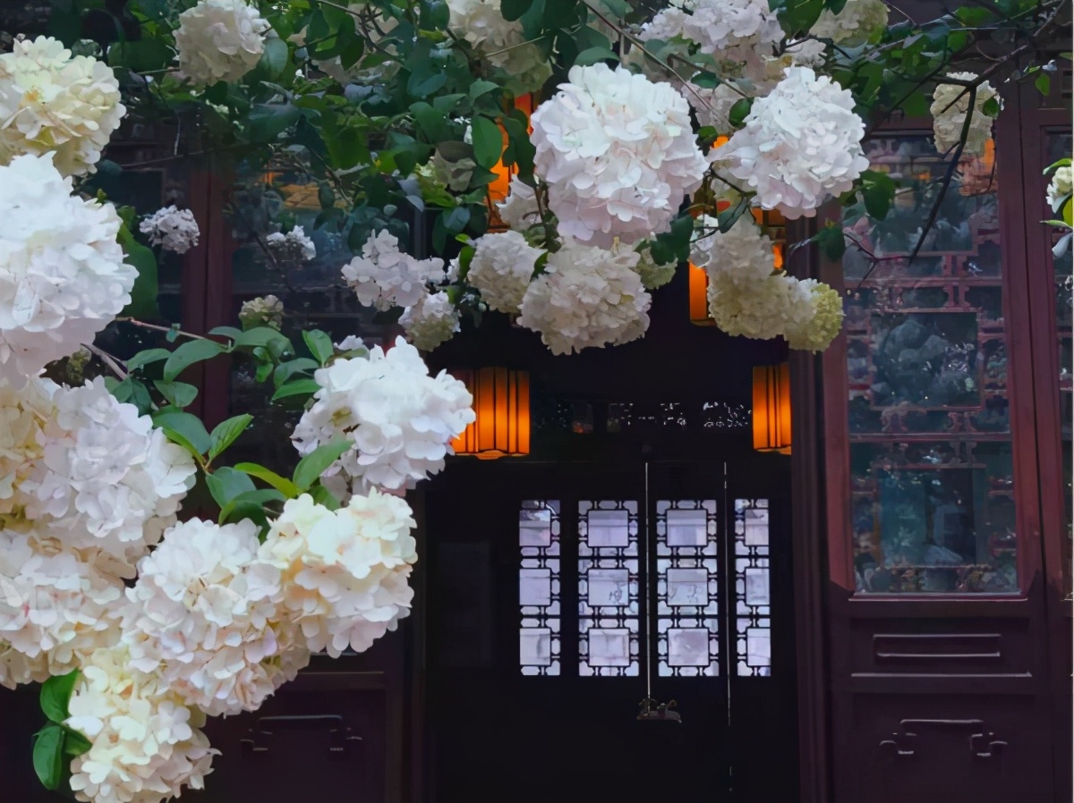 琼花开在什么地方,琼花盛开的地方