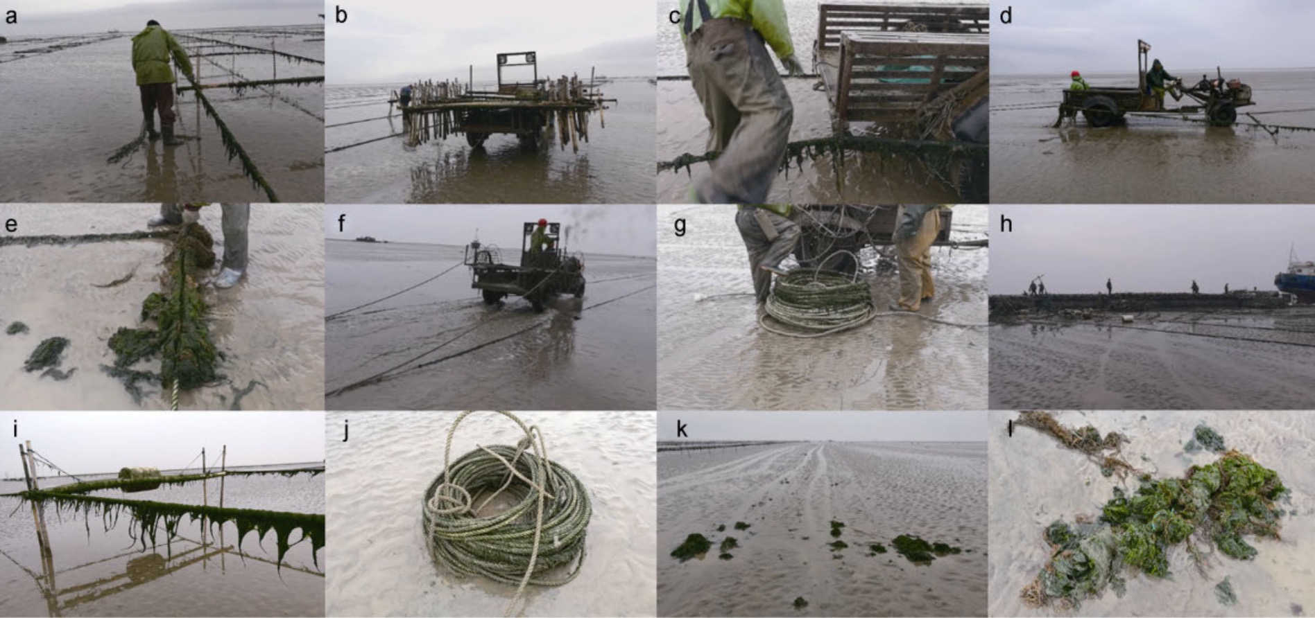 为什么突然这么多浒苔,浒苔入侵的危害