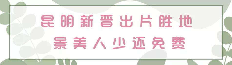 滇池边绝美花海,滇池南岸花海