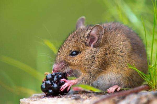 农村老鼠怎么彻底消灭,灭鼠神器10天消灭120多只老鼠