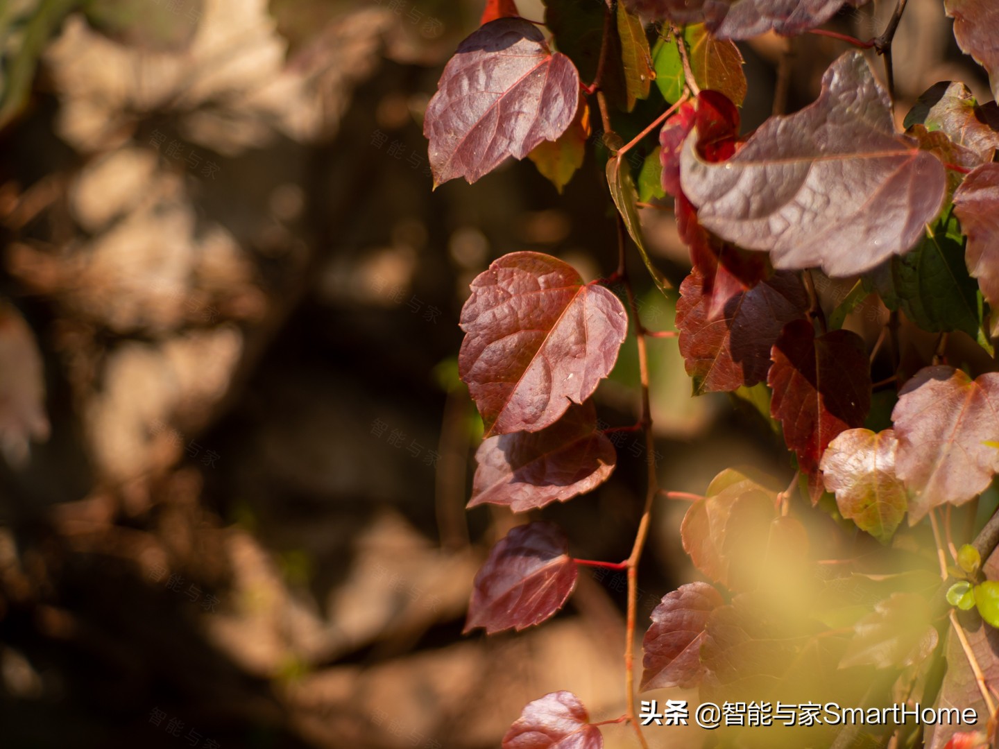 奥林巴斯e-m10markiv微单相机,奥林巴斯e-m10markiv相机