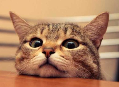 养猫必备好物｜新手养猫攻略