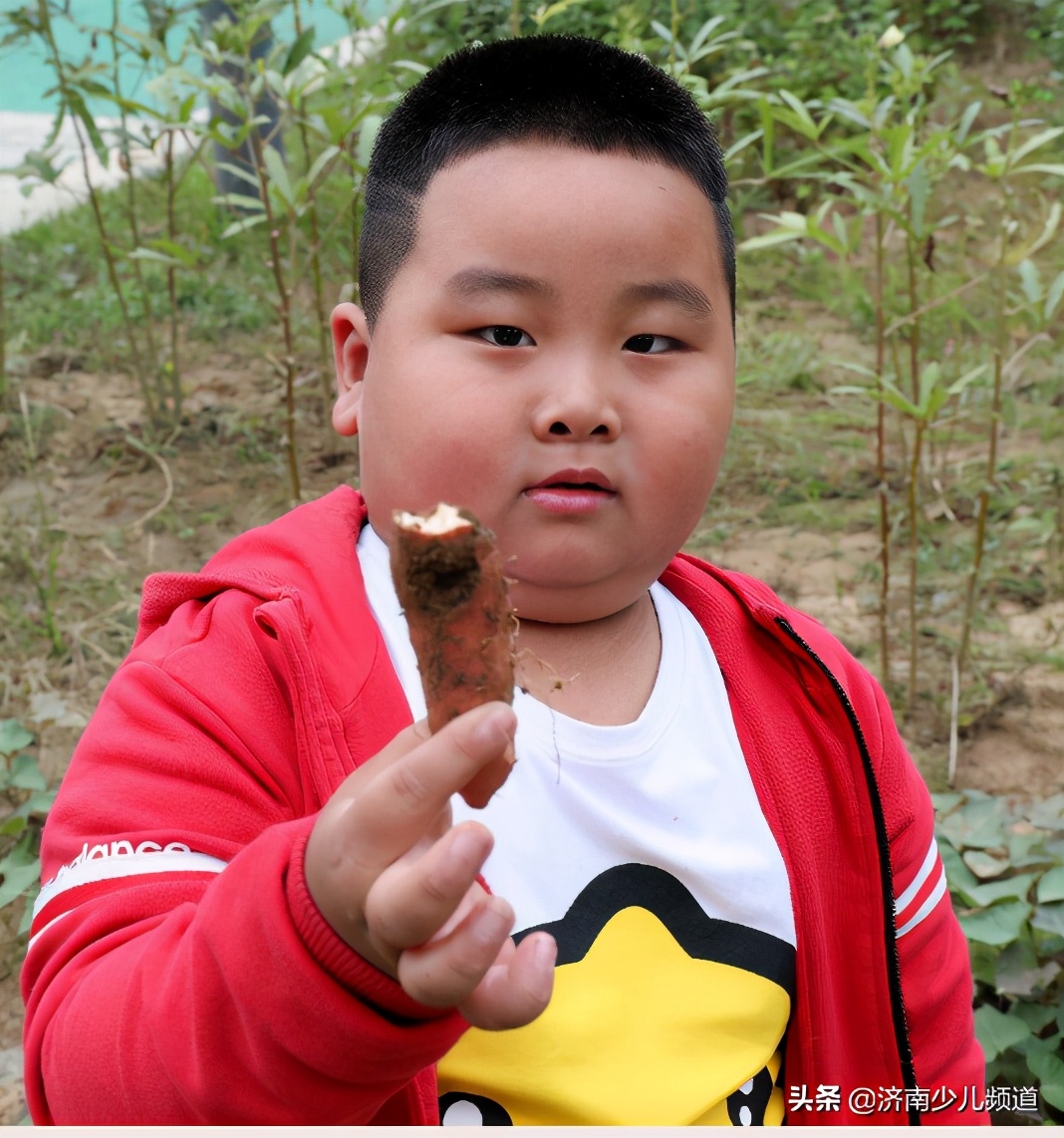 幼儿园红薯生成课活动方案,幼儿园科学教案红薯的成长过程