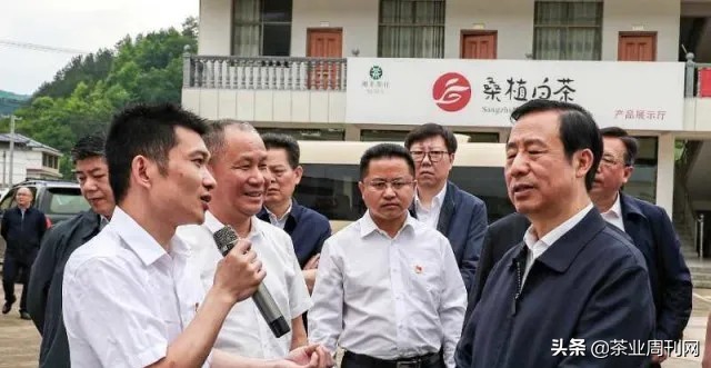 茶写佳话,潜心种茶写佳话